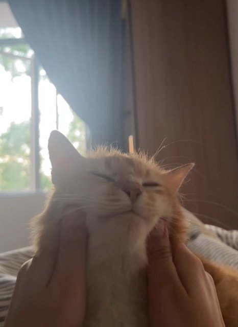 Vee (Valerie) - Domestic Medium Hair + Persian Cat