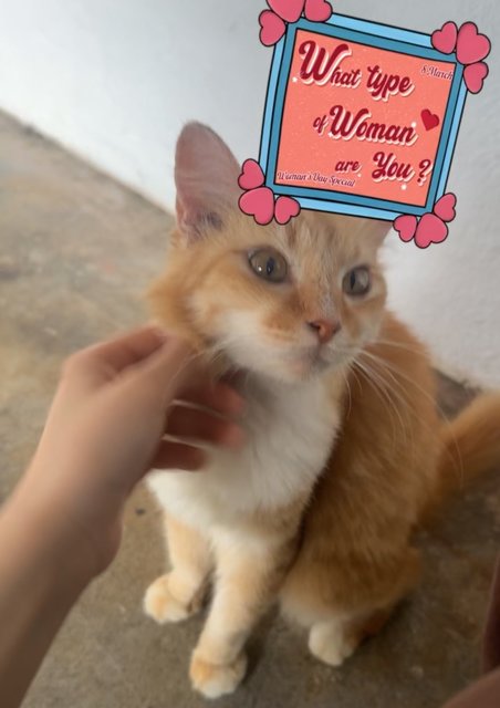 Vee (Valerie) - Domestic Medium Hair + Persian Cat