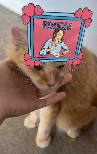 Vee (Valerie) - Domestic Medium Hair + Persian Cat