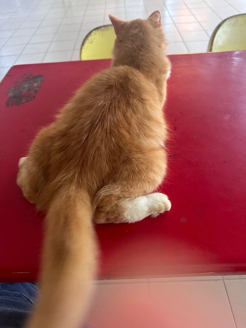 Vee (Valerie) - Domestic Medium Hair + Persian Cat