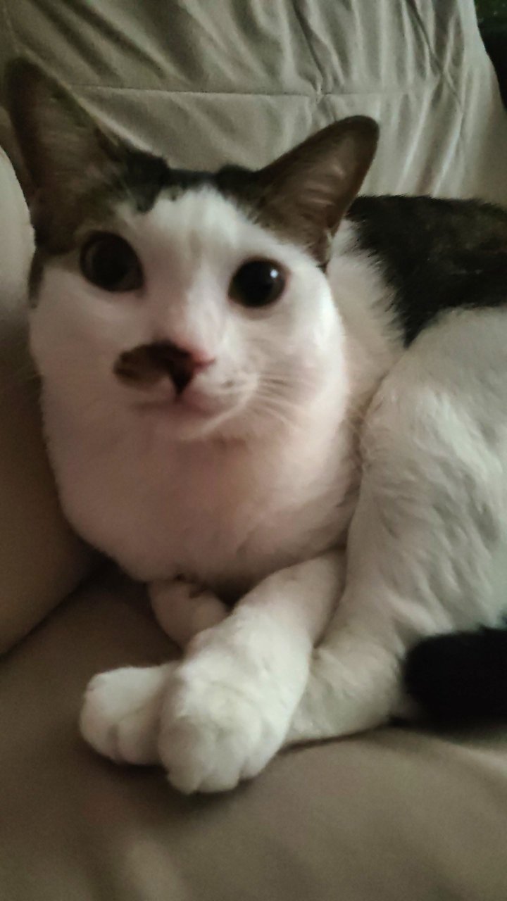 Lily - Domestic Short Hair Cat