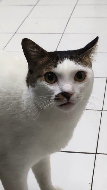 Lily - Domestic Short Hair Cat
