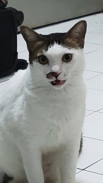 Lily - Domestic Short Hair Cat
