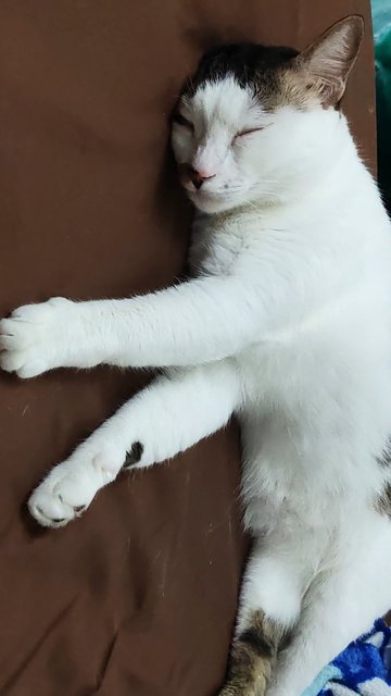 Lily - Domestic Short Hair Cat