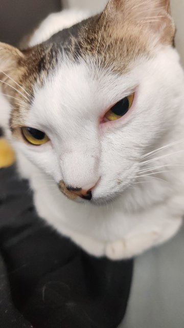Lily - Domestic Short Hair Cat