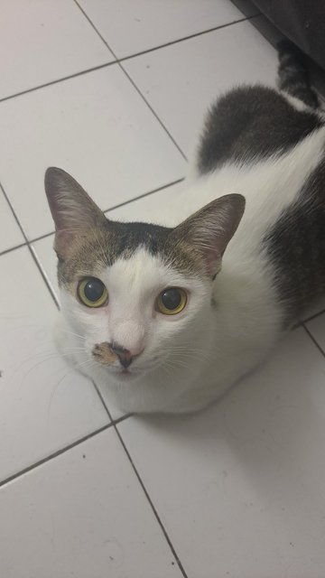 Lily - Domestic Short Hair Cat