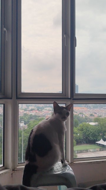 Lily - Domestic Short Hair Cat
