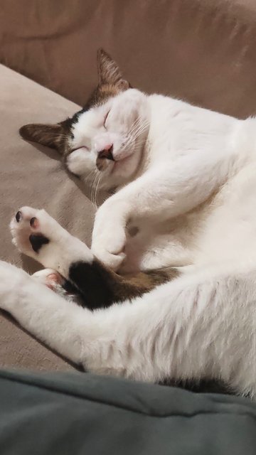 Lily - Domestic Short Hair Cat