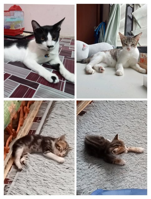 Malik, Malaika's Families - Domestic Short Hair Cat