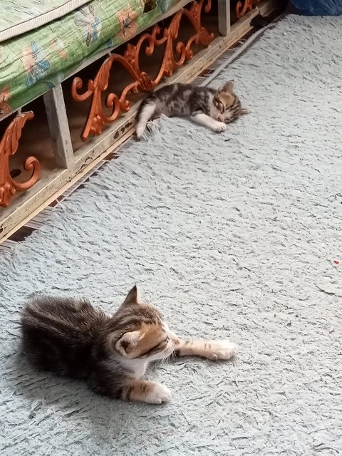 Malik, Malaika's Families - Domestic Short Hair Cat