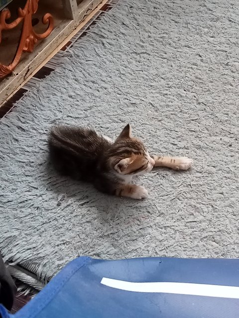 Malik, Malaika's Families - Domestic Short Hair Cat