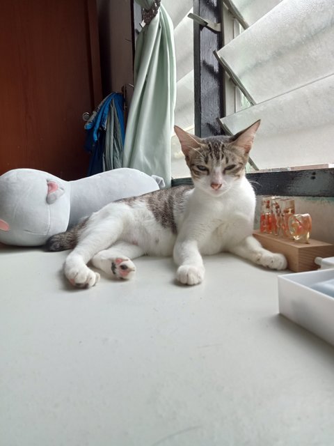 Malik, Malaika's Families - Domestic Short Hair Cat