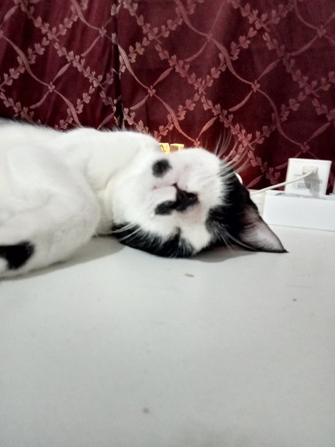 Malik, Malaika's Families - Domestic Short Hair Cat