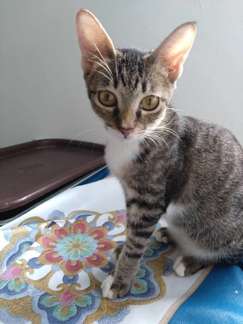 Vita - Domestic Short Hair Cat
