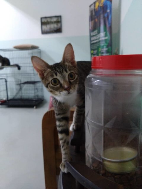 Lily - Domestic Short Hair Cat