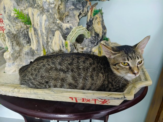 Lily - Domestic Short Hair Cat