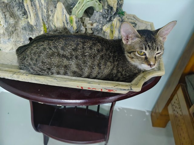 Lily - Domestic Short Hair Cat