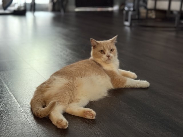 Elizabeth - British Shorthair Cat