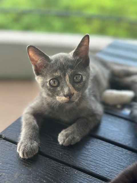 PF141996 - British Shorthair + Persian Cat