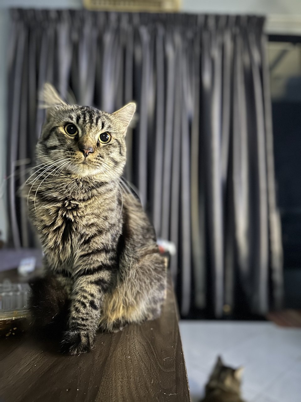 Tiger - Persian Cat