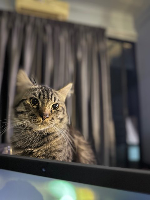 Tiger - Persian Cat