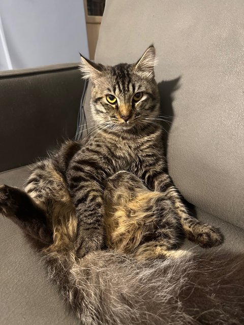 Tiger - Persian Cat