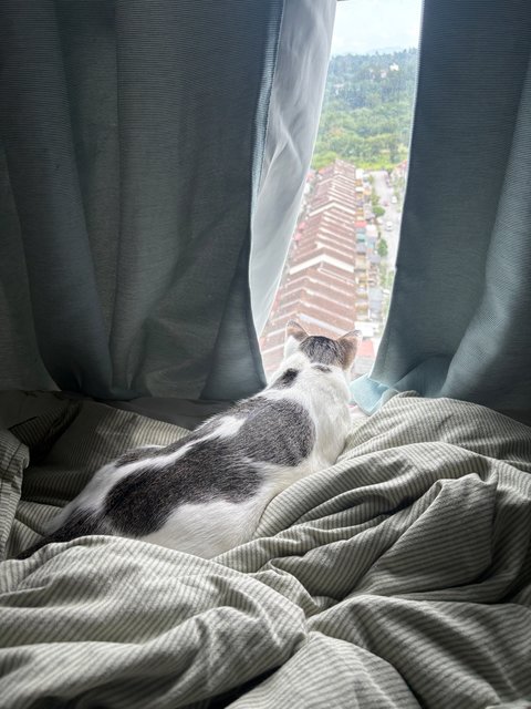 Ramlee - Domestic Short Hair Cat