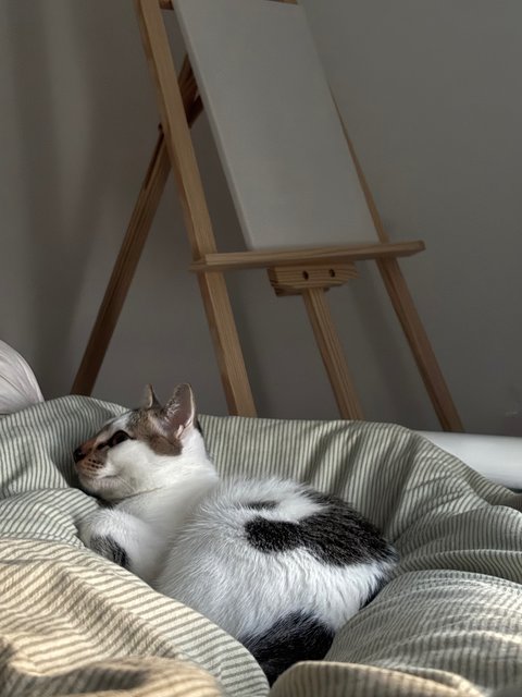 Ramlee - Domestic Short Hair Cat