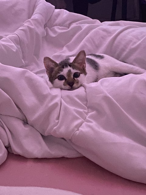 Ramlee - Domestic Short Hair Cat
