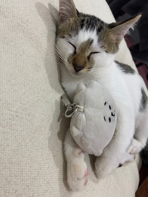 Ramlee - Domestic Short Hair Cat