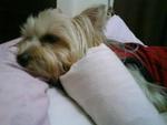 Toby - Silky Terrier Dog