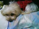 Toby - Silky Terrier Dog