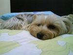 Toby - Silky Terrier Dog