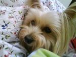 Toby - Silky Terrier Dog