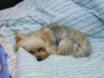 Toby - Silky Terrier Dog