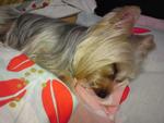 Toby - Silky Terrier Dog