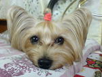 Toby - Silky Terrier Dog