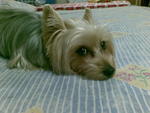 Toby - Silky Terrier Dog