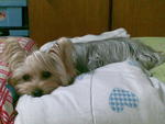 Toby - Silky Terrier Dog