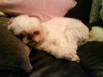 Tammy - Shih Tzu Dog