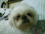 Tammy - Shih Tzu Dog