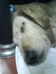 Lois - Golden Retriever Dog