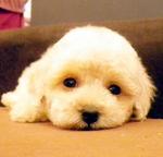 White Toy Poodle - Poodle Dog