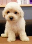 White Toy Poodle - Poodle Dog