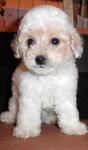 White Toy Poodle - Poodle Dog