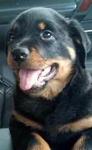 Rottie - Rottweiler Dog