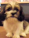 Shihtzu Puppies - Shih Tzu Dog