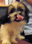 Shihtzu Puppies - Shih Tzu Dog