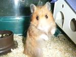 PF14251 - Syrian / Golden Hamster Hamster