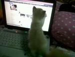 nak npinjam lappy mummy..